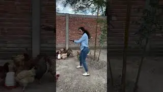 Salieron bravos los dos🤣🐔 La Espa&ntilde;ola Mexicana