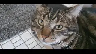 Animal's Recovery (Feline Tooth Resorption)