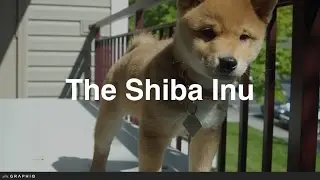Shiba Inu - Dog Profile from PetBreeds.com