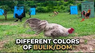 Different Color of Bulik/Dom |  Best Dom Breeds in the Philippines | Unique  Color