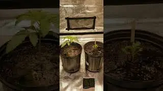 First Time Giving Gaschata and Terple Nutrients | Growing with Mars Hydro | Mantha Productions 2.0