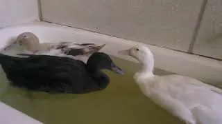 Ducklife '11 weeks old ducklings, Update in the tub) Midsummers Litha 2025 Aus