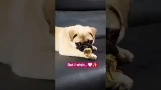 Bcoz Im a delight😇#shorts#pug#petlover#dogs#cute#viralshorts#funny#adorable#pugshorts#pets#dogshorts