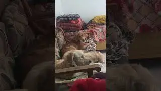 Dog comedy 🤭🤭 #dog #youtuber cat videos,