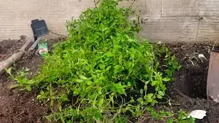 DIGGING UP MY KITCHEN HERBS 🌿/ BEFORE MOVE DAY