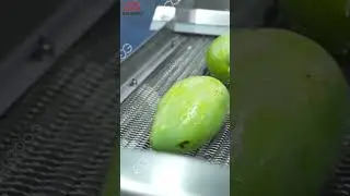 Mango Brush Washer, Mango Washing Line