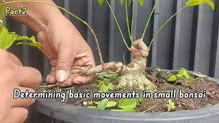 The initial formation of basic movements in bonsai