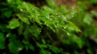 Mystical Rainy Day With Soft Thunderstorm Sounds | ASMR | Relaxing Nature Soundscape
