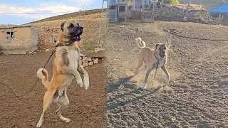 TYSON VE ABİSİ KAFA KAFAYA GELDİ~YAVRULARA NE OLDU???