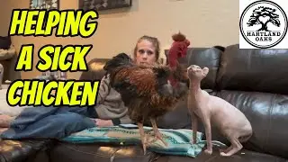 He Couldn’t Hold His Head Up… Helping a Chicken with Wry Neck