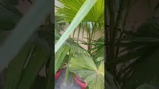 China pam #radheykrishnagarden #houseplants 👍🏻