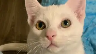 Talkative Kitten Demands Food
