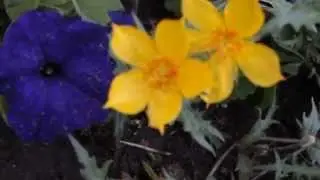 Золотистая ментцелия
