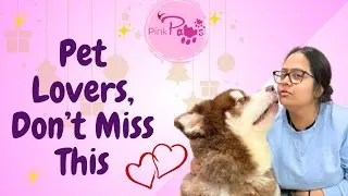 Why Customer Love Pink Paws Pet Store | Honest Feedback From Our Happy Customer