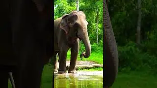 When an Elephant Finds a Turtle  #youtubeshorts #wildlifeshorts #animals