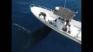 Huge Humpback Whales Rocks Boat by Rubbing Against It || Dogtooth Media
