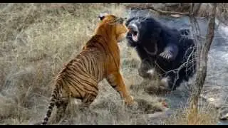 Monkey vs. Tiger Animal Fight