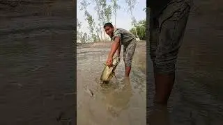 Big Catfish Catching Video From Muddy During Dry Season #bigfish #fish #fishingvideo #catfish
