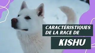 Caract&eacute;ristiques De La Race De Kishu 🐾
