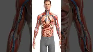 Popcorn Salt Effect Inside Body!#PopcornEffect #bodyinmotion #3DAnimation #BodyScience #HealthVisual