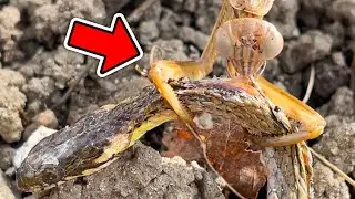 【カマキリ採集】産卵前のカマキリがとんでもないものを食べてる...