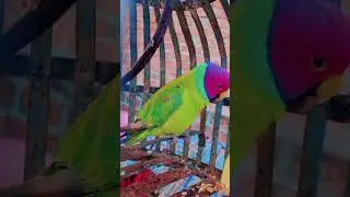 aaj okay ka Deen 🪁🪁dekho dekho mujhe छोड़ na dena song