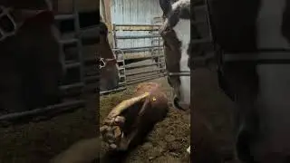 THEY ARE TAKING FINAL WEIGHTS BEFORE LOADING THEM ONTO THE SLAUGHTER TRUCK IN A FEW HOURS&hellip;