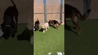 Maria The Dog Trainer & Reggie 2/26/2021