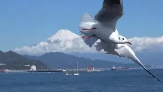 富士山清水みなとクルーズ・・・・カモメと遊ぶ　　Mt. Fuji Shimizu Port Cruise