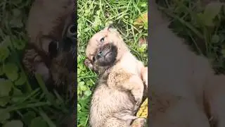 Baby Dog Rescue 🐕😢 | AnimaLLovers #Heartwarming #AnimalRescue #DogLover #HelpAnimals #DogCare