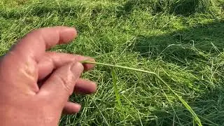 Super hay conditioner for fast dry down in humid climate
