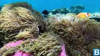 Maldive Anemonefish - Pesce Pagliaccio delle Maldive - Amphiprion nigripes intotheblue.it