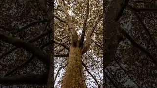 Laubbaum