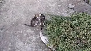 Welcome to my blog 🤣#cat #catvideos #funny #edit #entertainment #explore #ytshorts #shortvideo #yt 