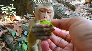 Cute Tiny Boy Luna Happy To Eat Grapes And Milk By @BuBuMonkeyTV Feeding