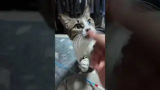 ~고양이 수염~
