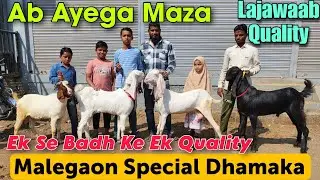 2025 Ek Se Badh Ke Ek Quality Goat In Malegaon | Dhamaka Looto Bakra Bakri Wholesale Market