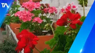 Puembo nos invita a recorrer sus calles coloridas