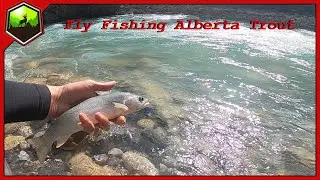 Fly Fishing Alberta Trout