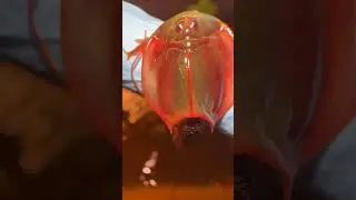 Triops longicaudatus