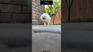 Cute Puppies |🥰 Beautiful puppy shorts #puppy #cutedog #short