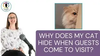 Why does my cat hide when guests come to visit? | 3 Reasons they disappear