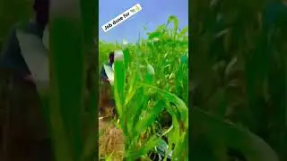 All CROP | FODDER REAPER | 03041112220