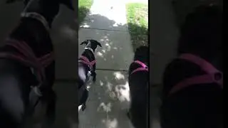 Beagle/Terrier mix with Rover Rescue