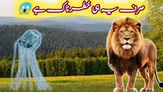 Hippo vs Crocodile &ndash; Jungle ka Ultimate Tension Moment 😱
