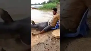 Massive Catfish Drags Fisherman Through Mud in Seconds