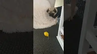 Pug howling at a lemon 😃