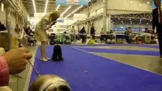 International Dog Show 