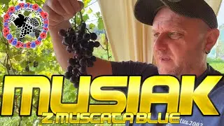 WINO MUSUJĄCE z odmiany Muskat Blue i Swenson Red sezon 2023