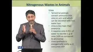 Nitrogenous Wastes in Animals | Animal Physiology and Behavior (Theory) | ZOO502T_Topic187
